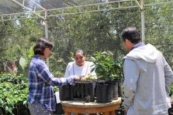 画像4: メキシコCOE2024#9　ロス・ピノス農園　100ｇ